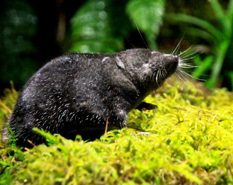 ふくしまの希少な淡水生物カワネズミの写真