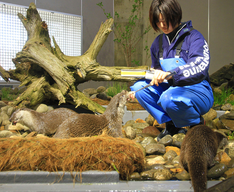 ユーラシアカワウソへの給餌の様子