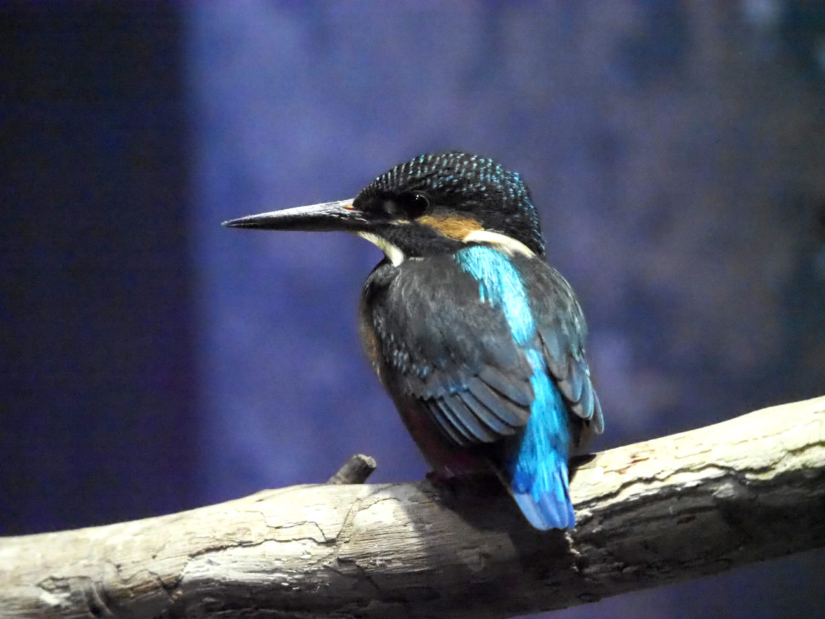 カワセミの展示を開始しました アクアマリンいなわしろカワセミ水族館