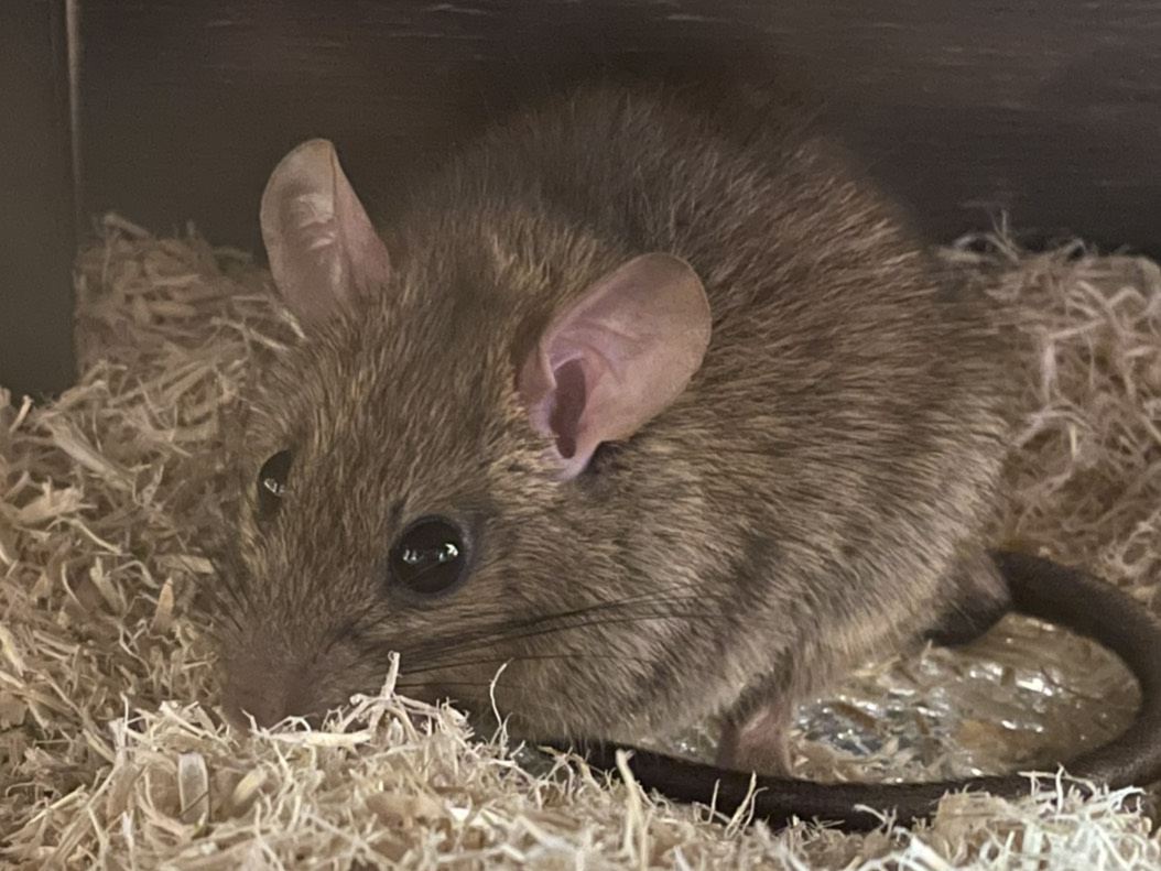 ネズミの仲間4種の展示を開始しました アクアマリンいなわしろカワセミ水族館