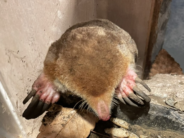 ネズミの仲間4種の展示を開始しました アクアマリンいなわしろカワセミ水族館