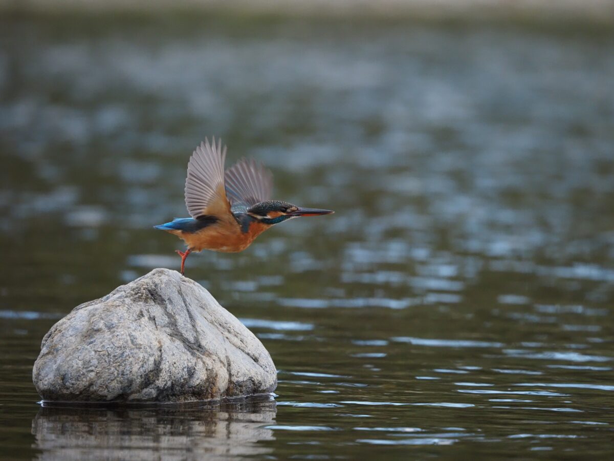 写真展 世界と日本のカワセミたち アクアマリンいなわしろカワセミ水族館