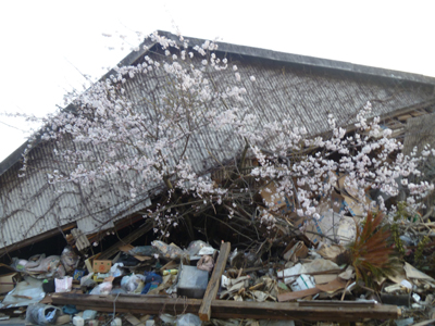 けなげな桜花