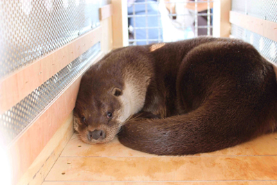 ミュンヘン動物園からやってきたばかりのドナウ