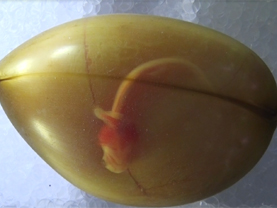 ラブカ卵殻内の胎仔