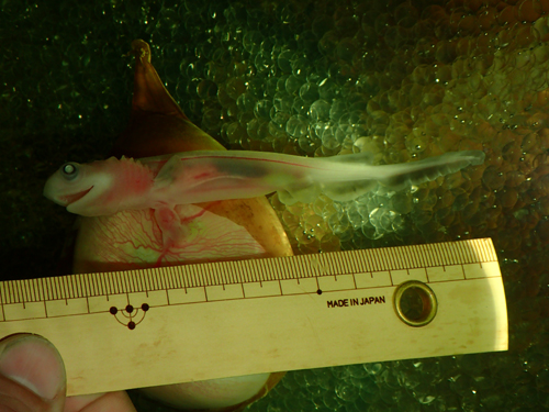人工保育世界最長を記録したラブカの胎仔