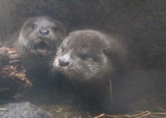 ユーラシアカワウソの赤ちゃん