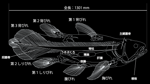 シーラカンス標本解説