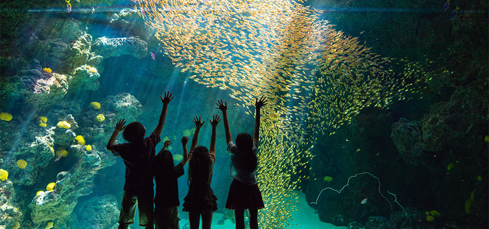 サンゴ礁の海