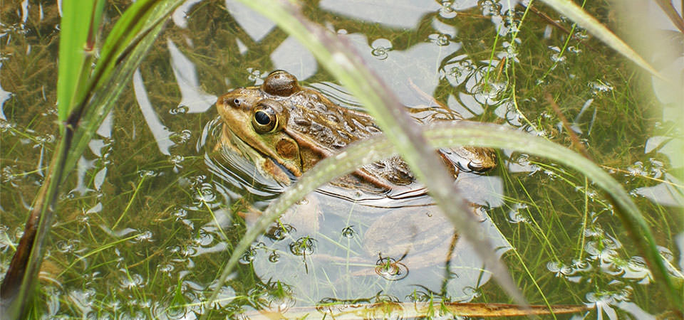 BIOBIOかっぱの里・カエル