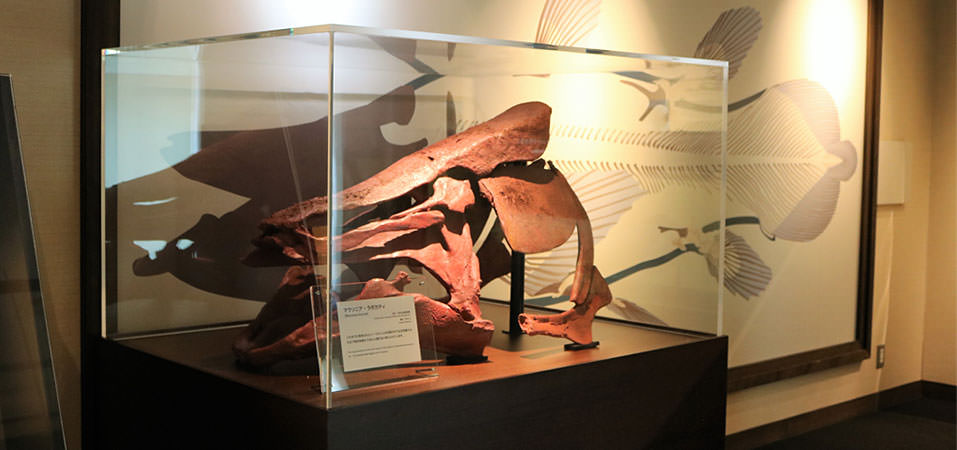 シーラカンスの骨格標本