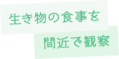 生き物の食事を間近で観察