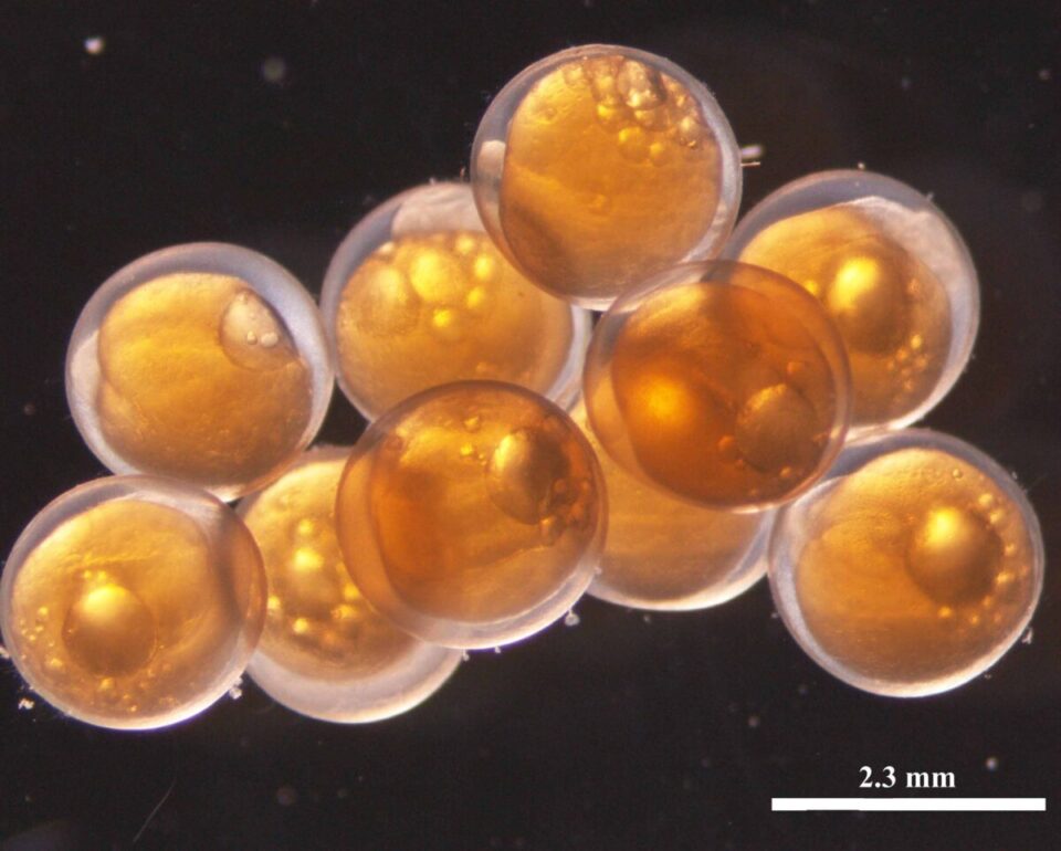 ナメダンゴ02受精卵