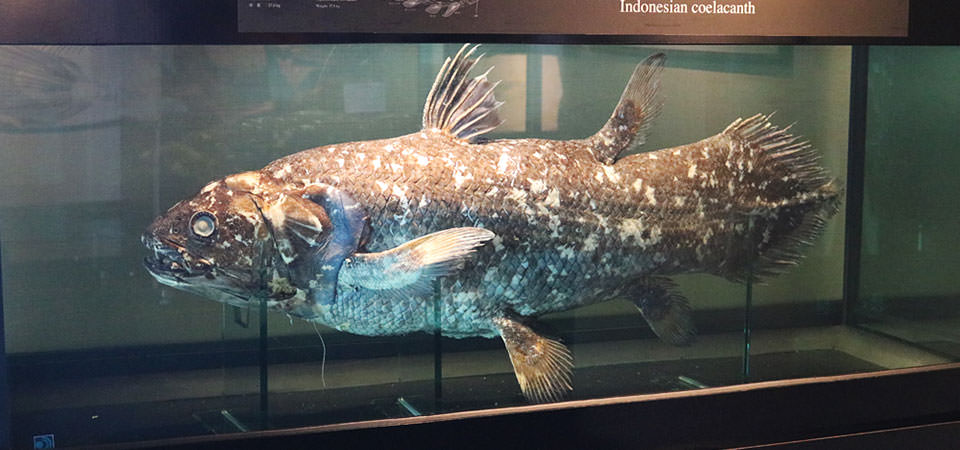 シーラカンス 生き物紹介 アクアマリンふくしま