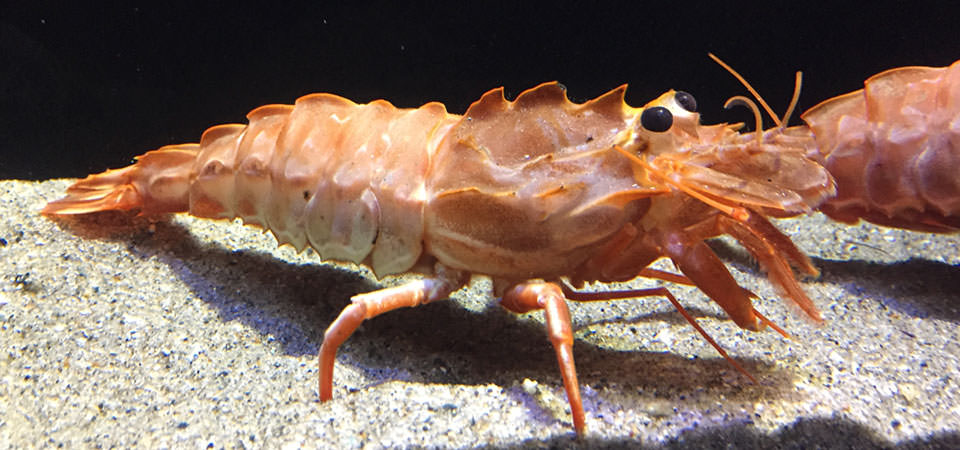 ダイオウキジンエビ 生き物紹介 アクアマリンふくしま