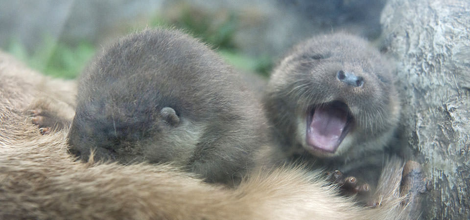 ユーラシアカワウソ 生き物紹介 アクアマリンふくしま