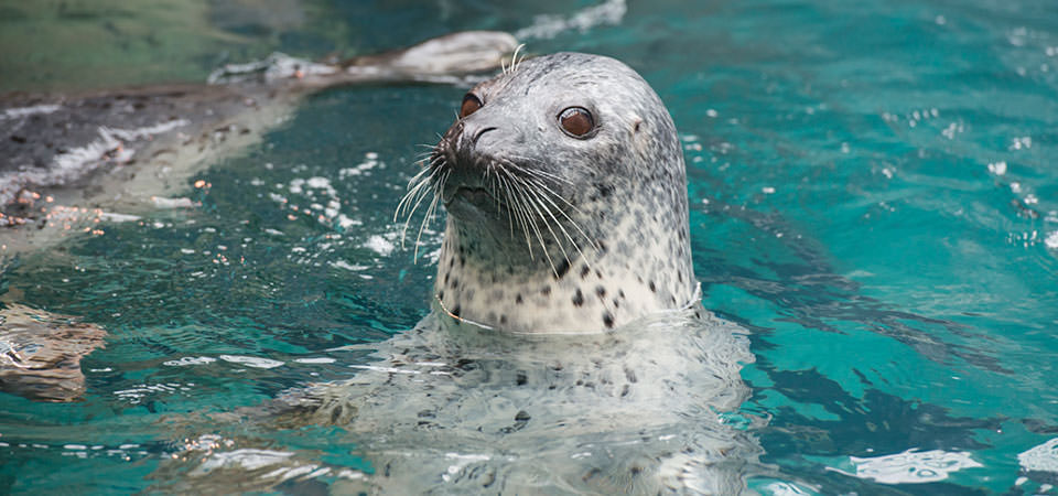 ゴマフアザラシ 生き物紹介 アクアマリンふくしま