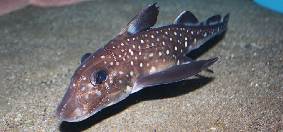 スポッテッドラットフィッシュ 生き物紹介 アクアマリンふくしま