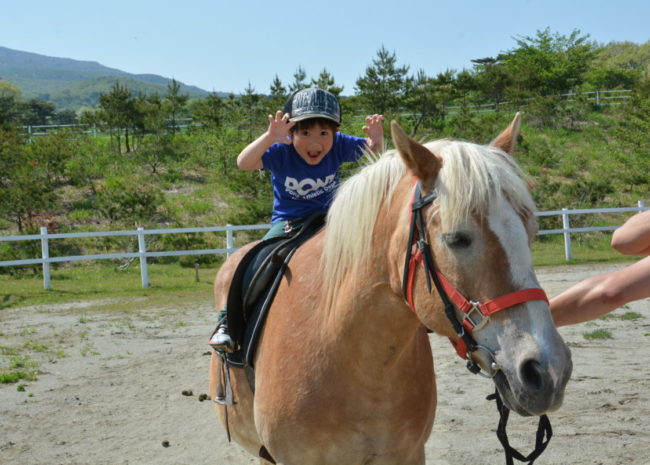 ハーフリンガーの引き馬体験