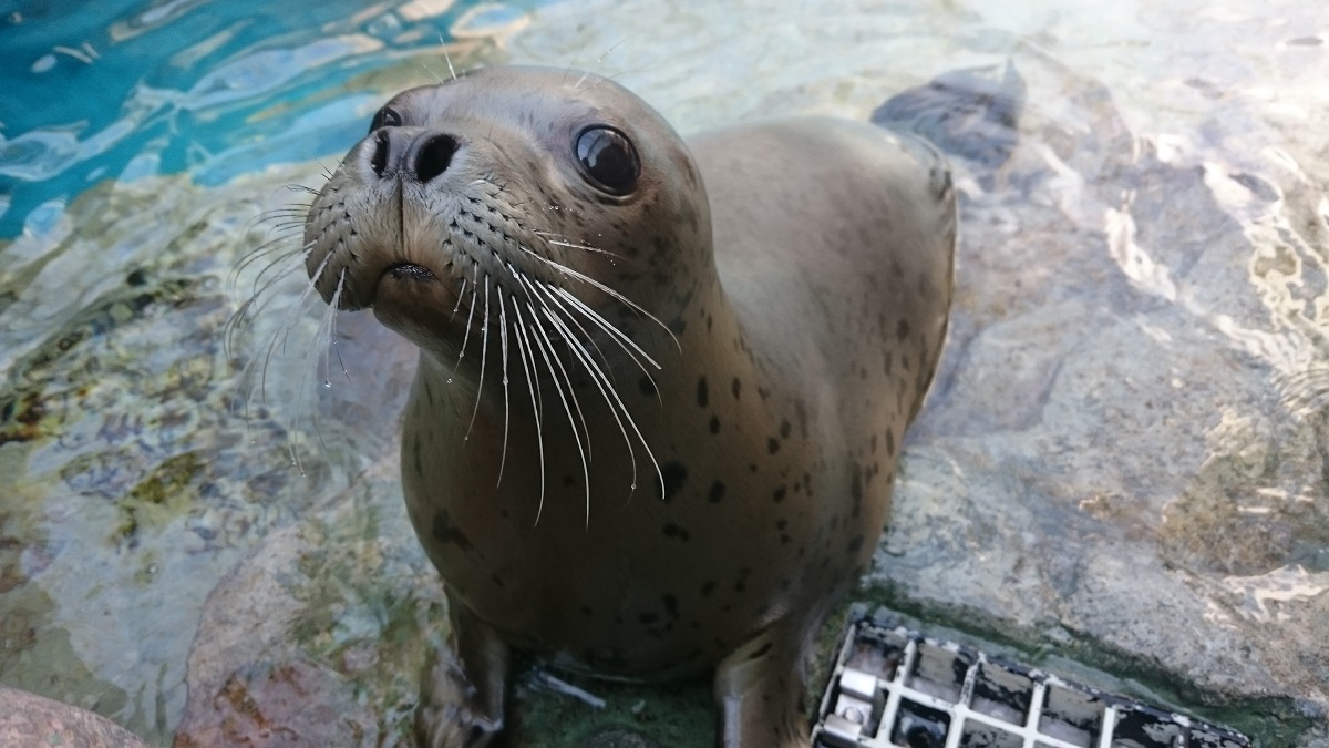 ゴマフアザラシ ゆうき 死亡のお知らせ アクアマリンふくしま