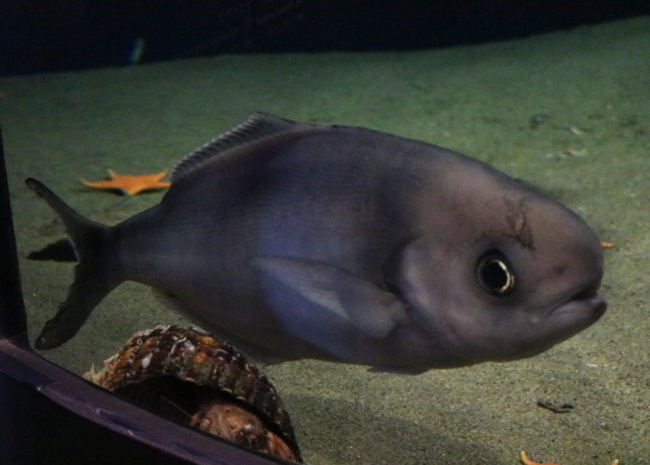 深海魚「ギンメダイ」を展示しました｜アクアマリンふくしま