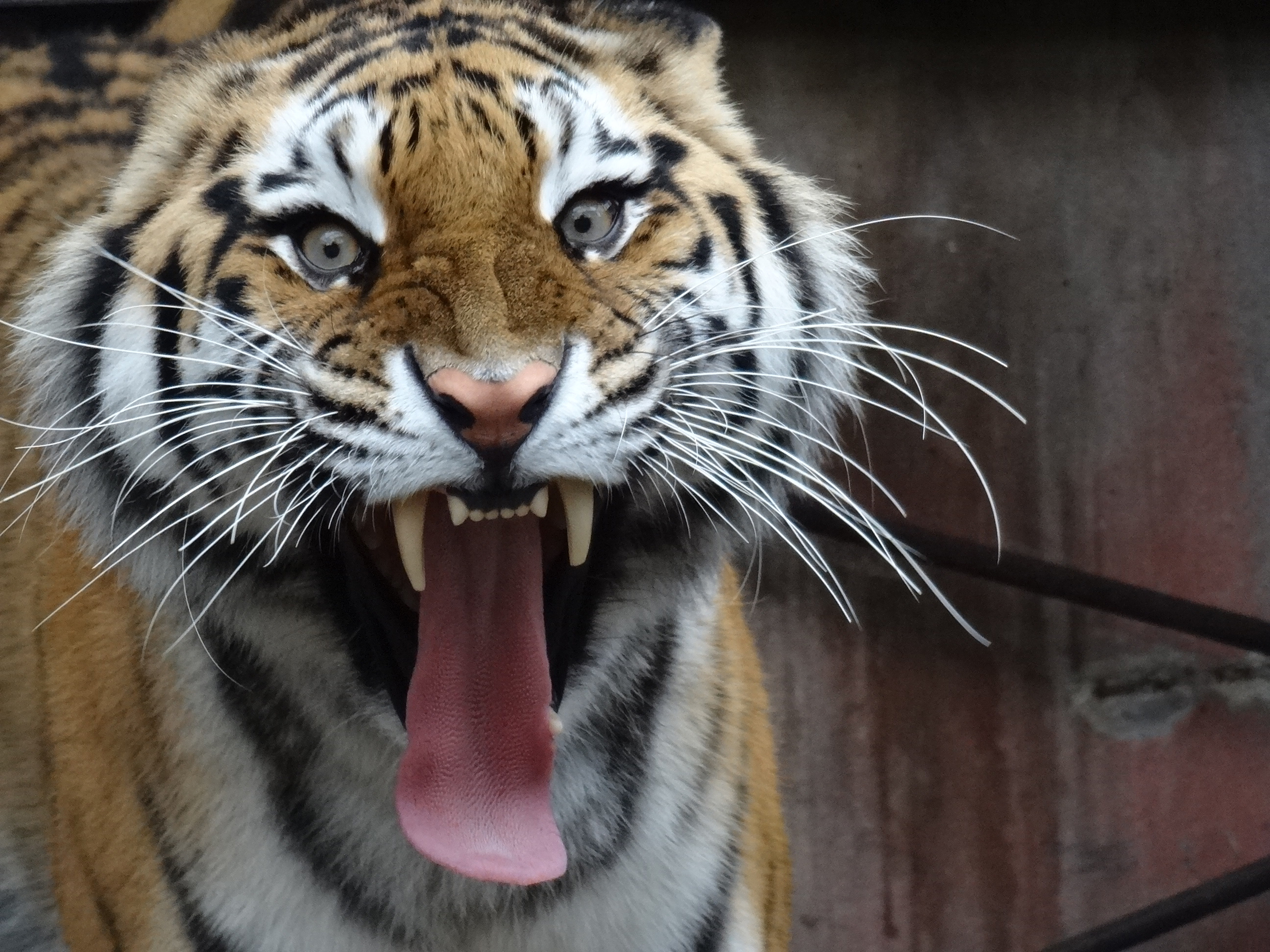 宇都宮動物園内の写真