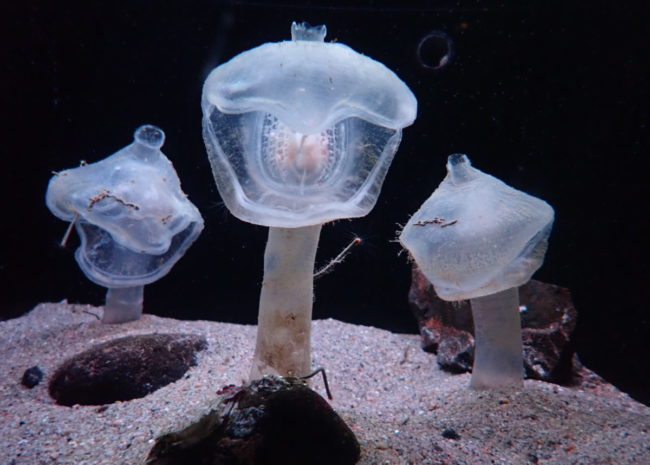 深海生物 オオグチボヤ展示 アクアマリンふくしま