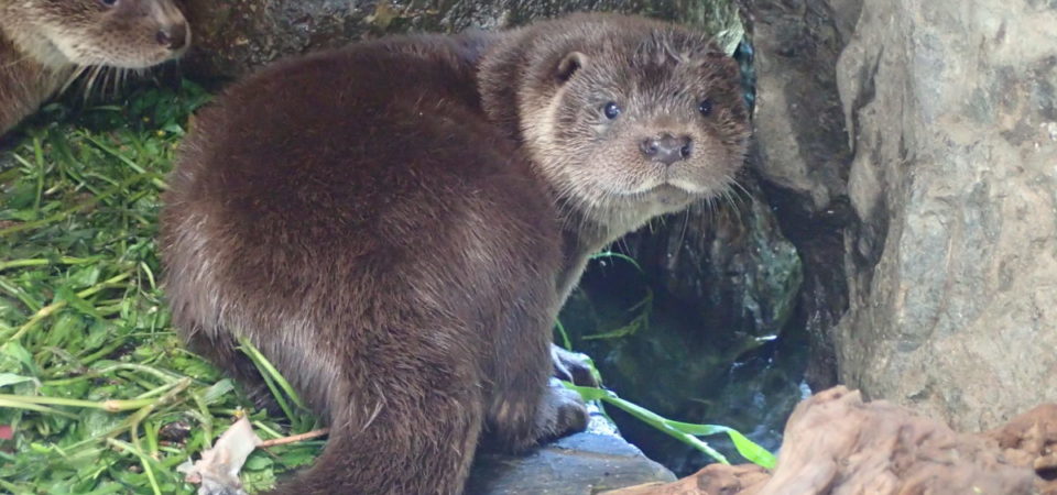 大人のためのカワウソナイト ディープ編 アクアマリンふくしま