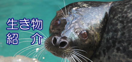 生き物紹介