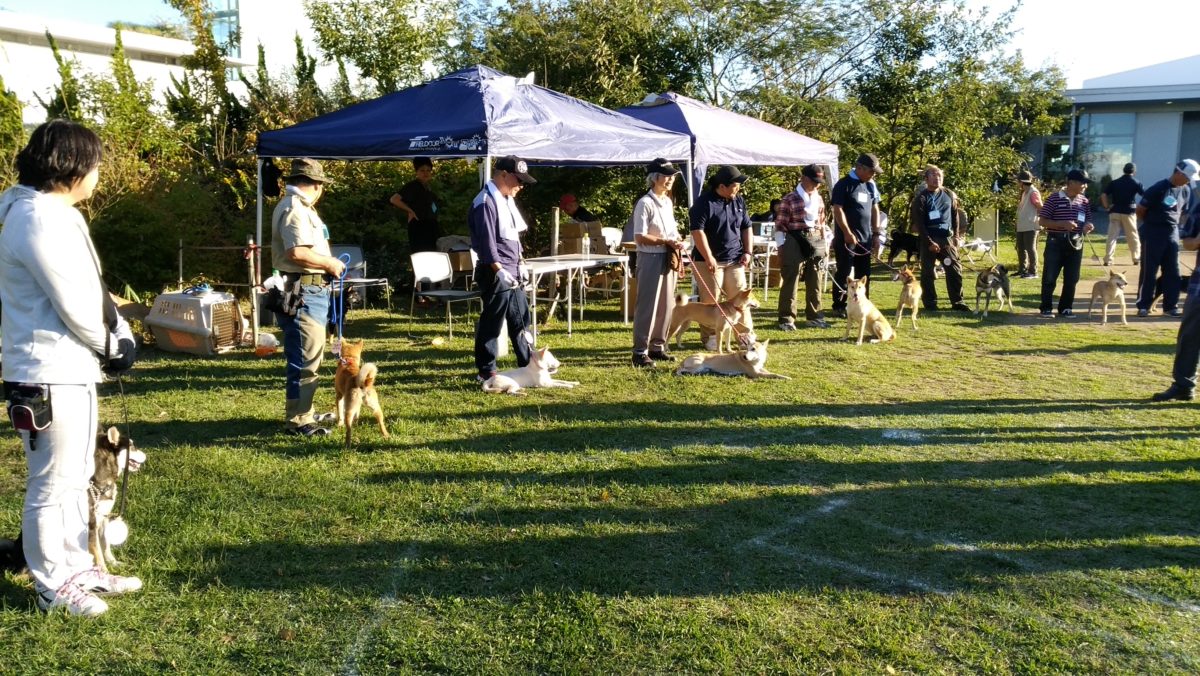 天然記念物柴犬保存会本部展