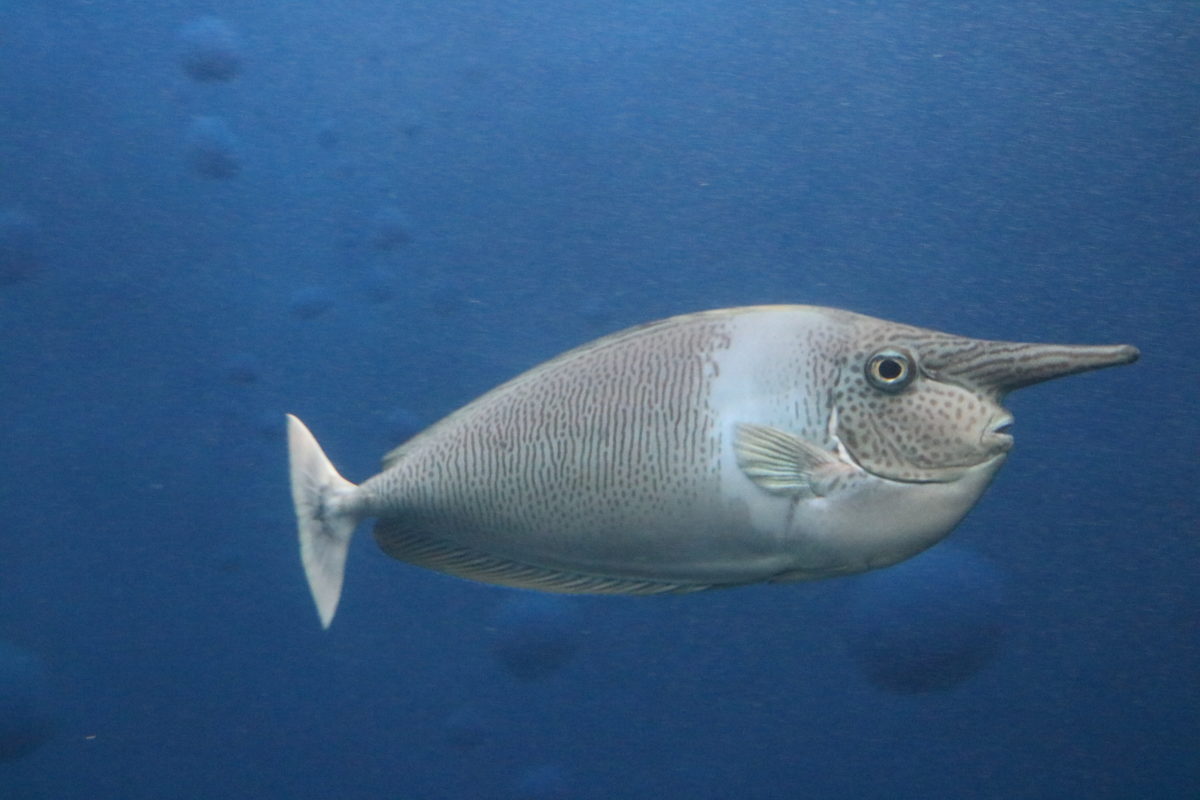 流行魚2_ツマリテングハギ