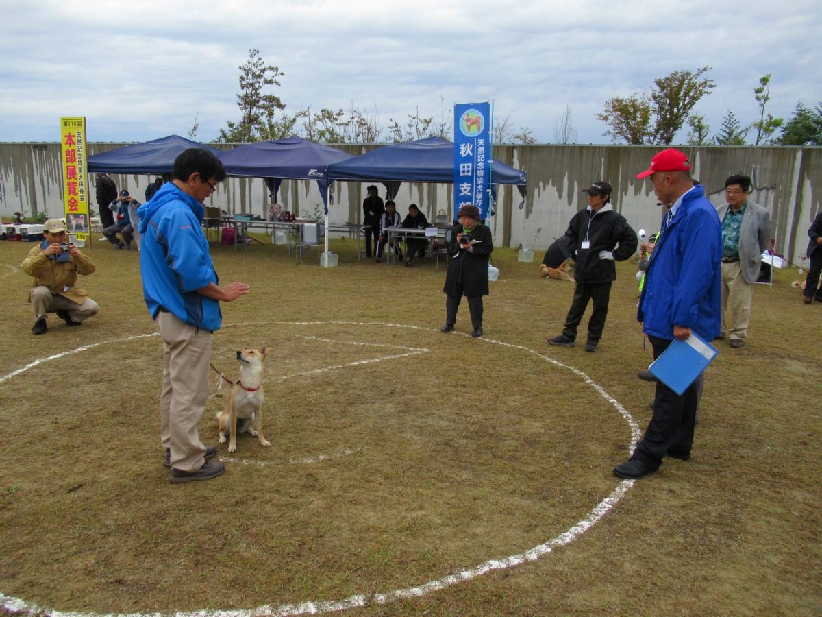 天然記念物柴犬保存会本部展