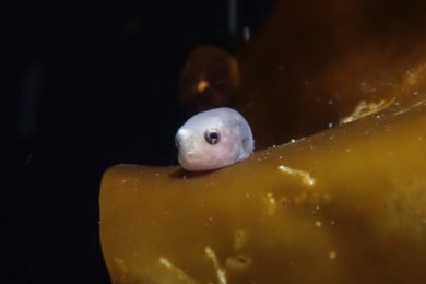 ホテイウオ幼魚