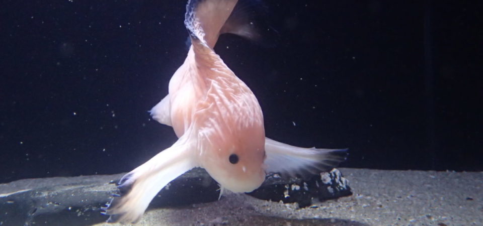 オトヒメコンニャクウオ