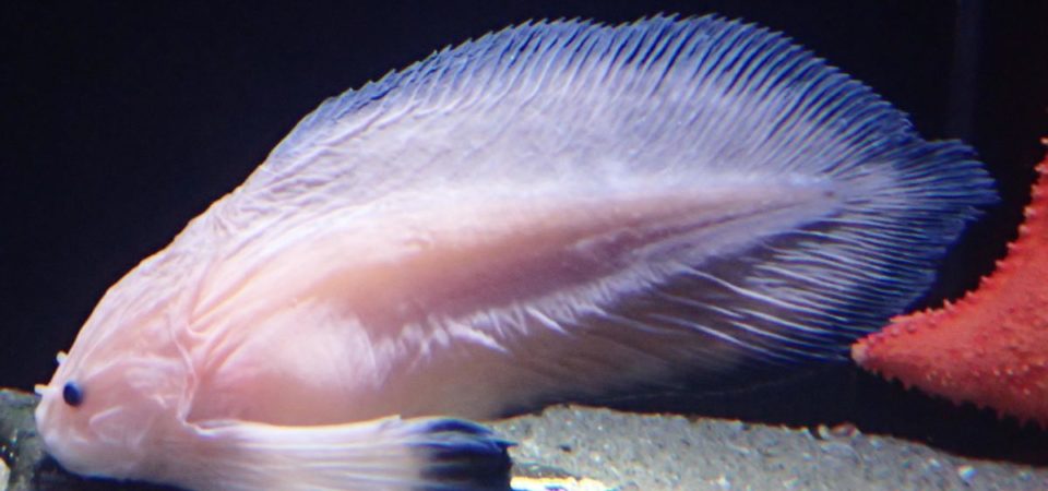 オトヒメコンニャクウオ