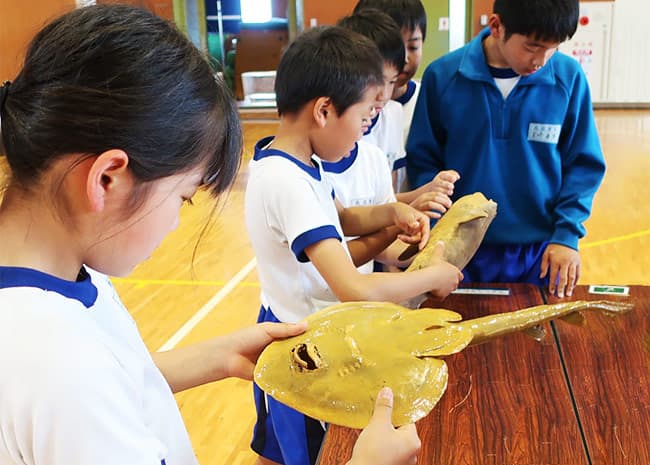 標本に触れる学習