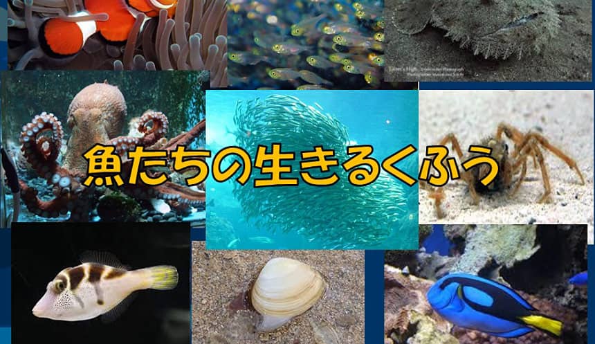 魚たちの生きる工夫