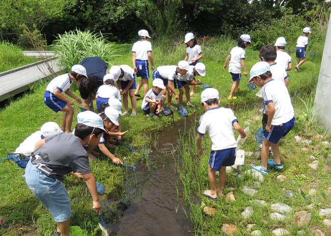 川の生き物たちを調べる