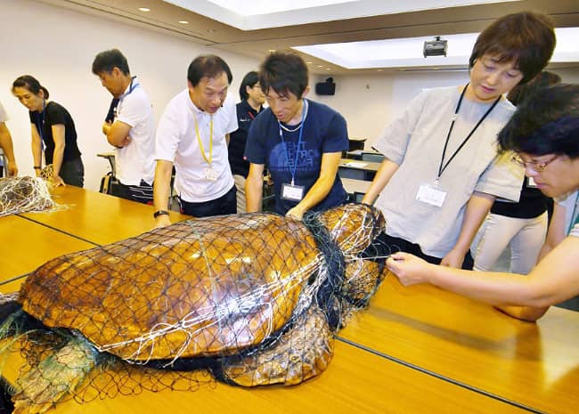 カメの剥製に絡めた網を外す実習