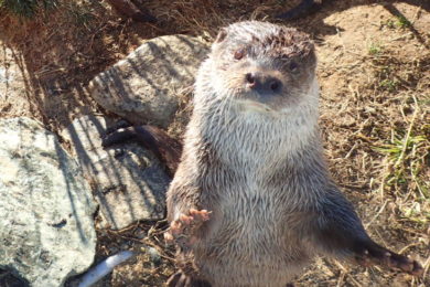 ユーラシアカワウソ　ドナウ