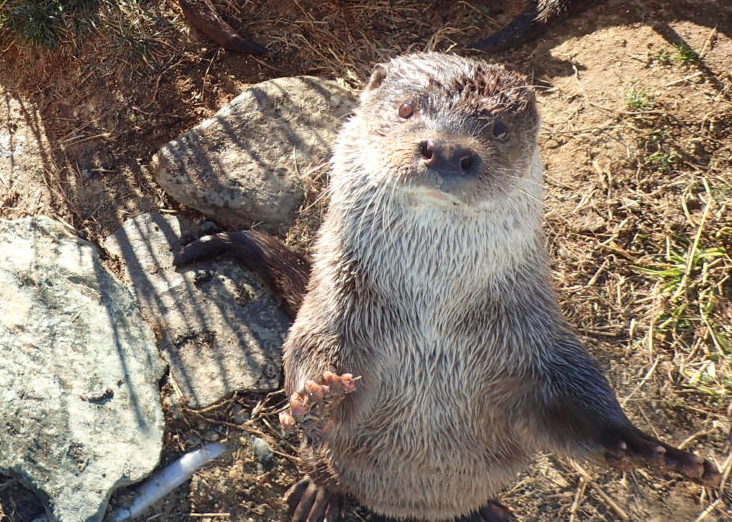 ユーラシアカワウソ　ドナウ