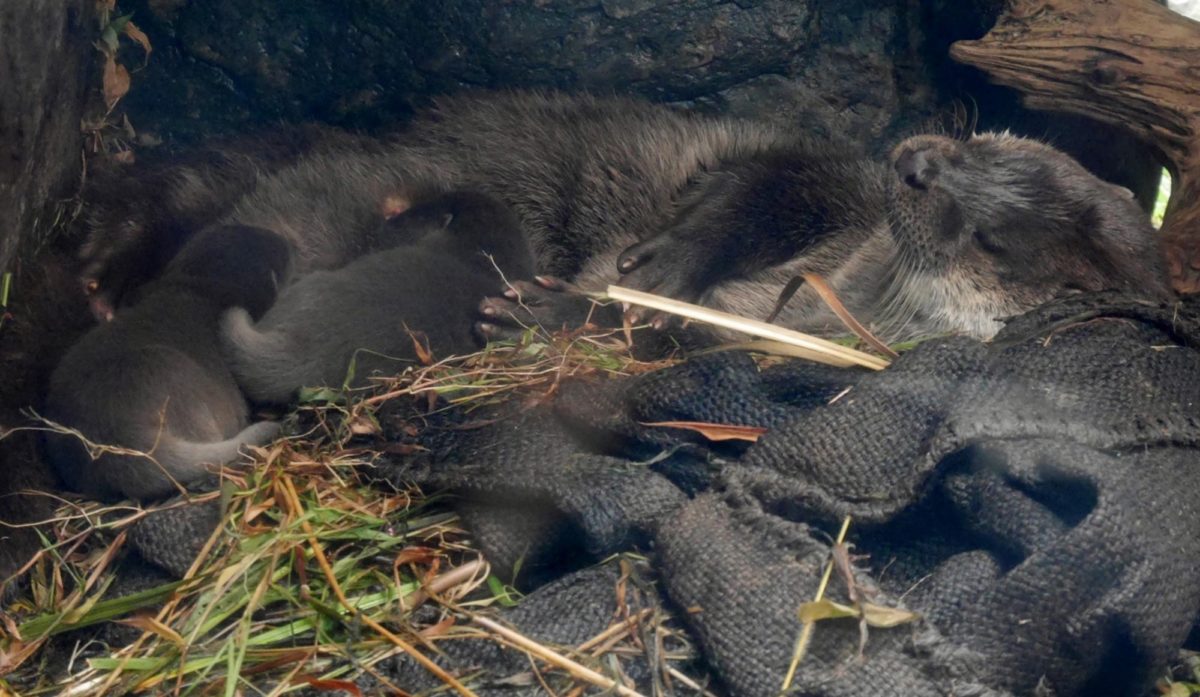 ユーラシアカワウソ子育て