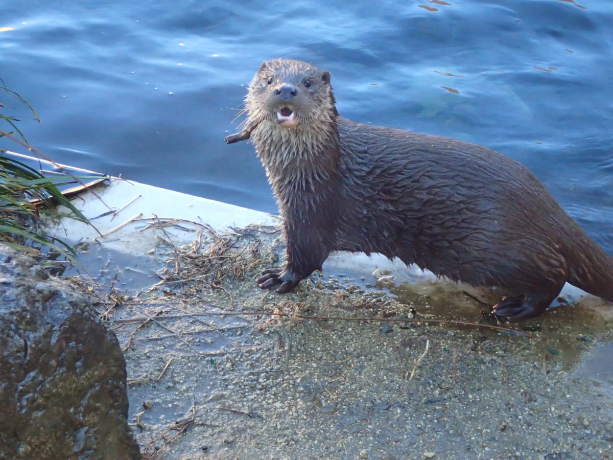 ユーラシアカワウソ