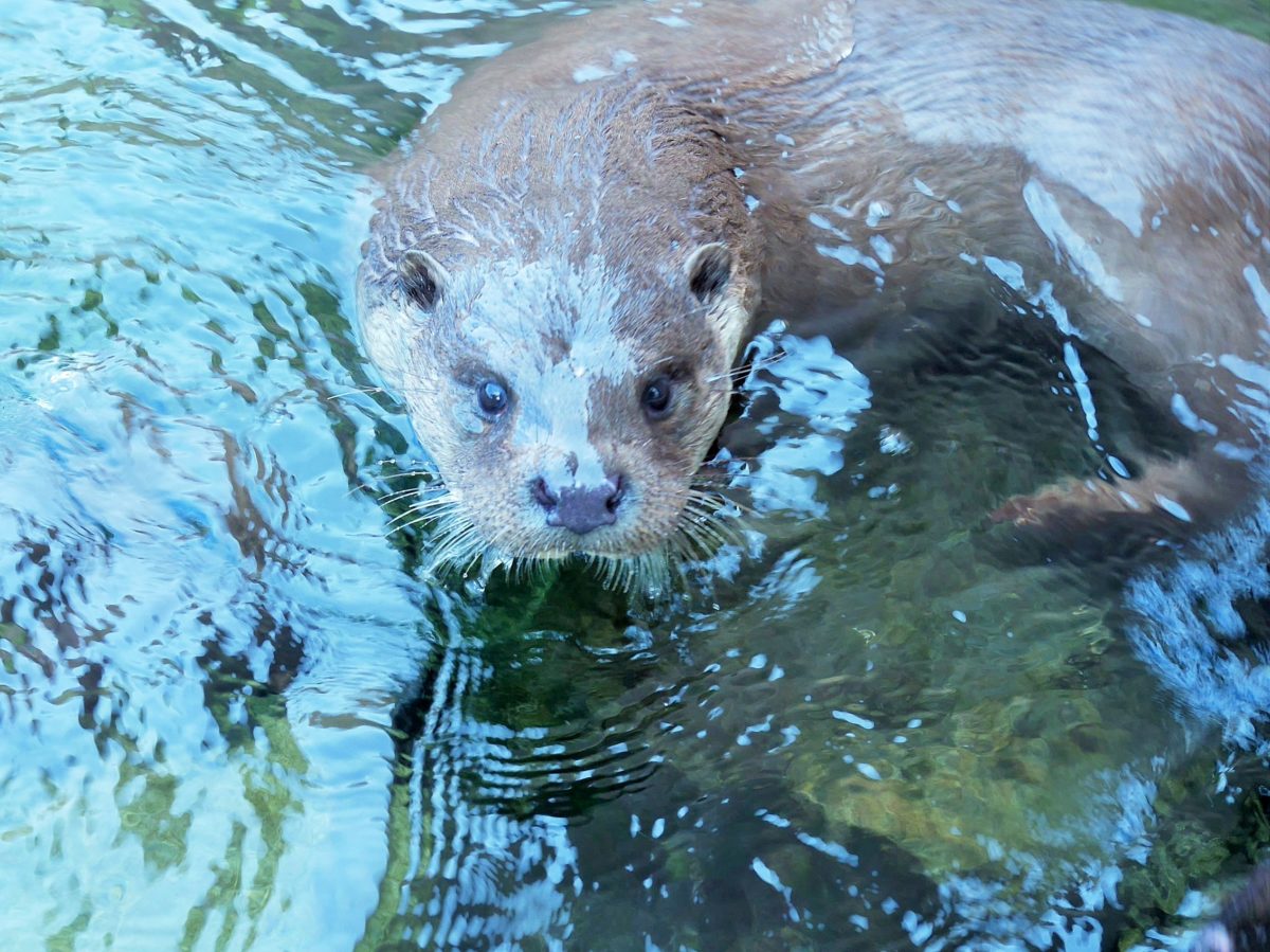 ユーラシアカワウソ陸