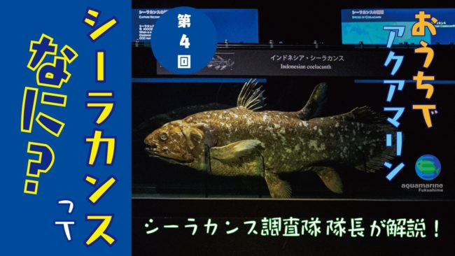 おうちでアクアマリン第4回シーラカンスってなに？