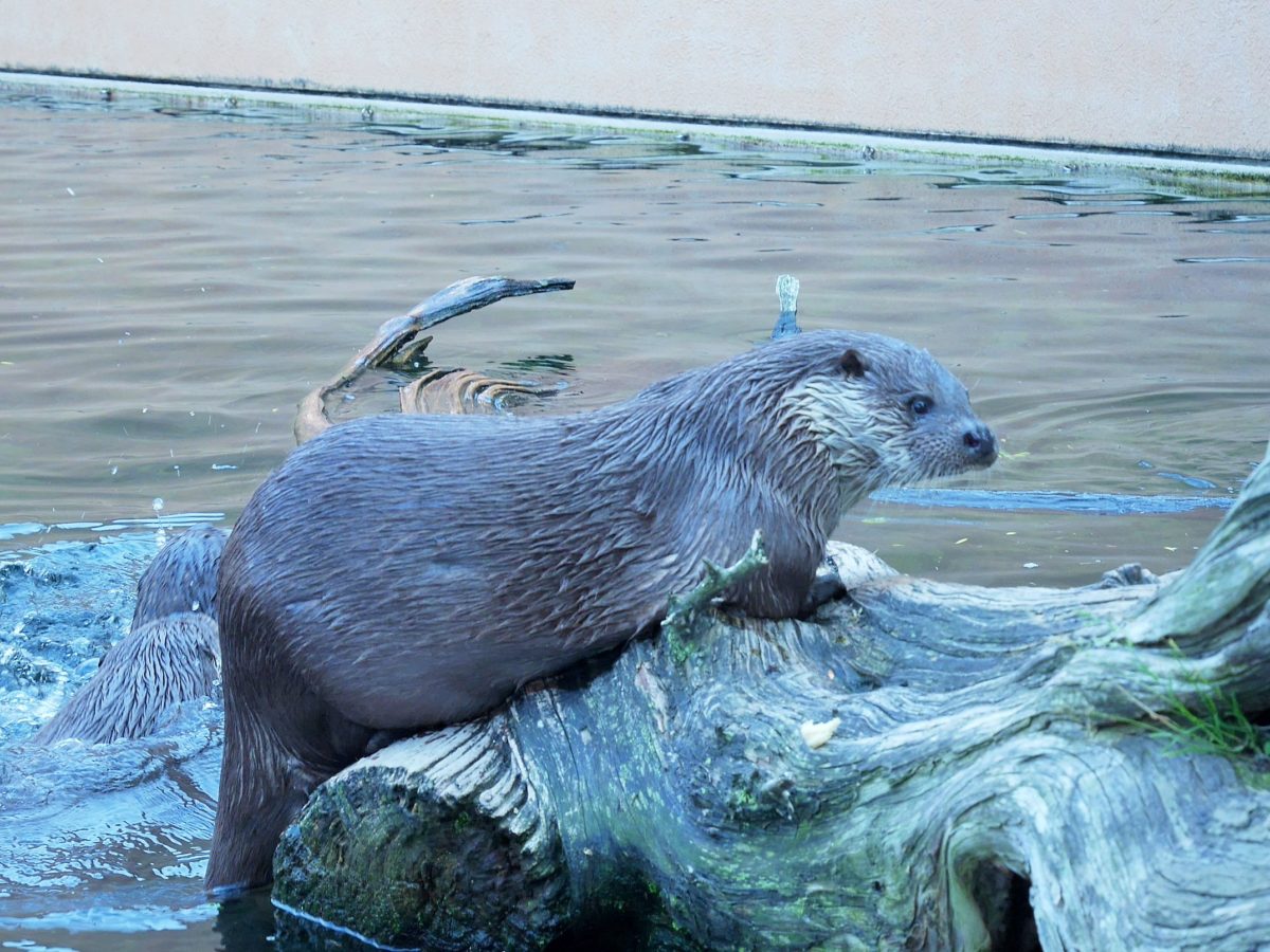 ユーラシアカワウソ海