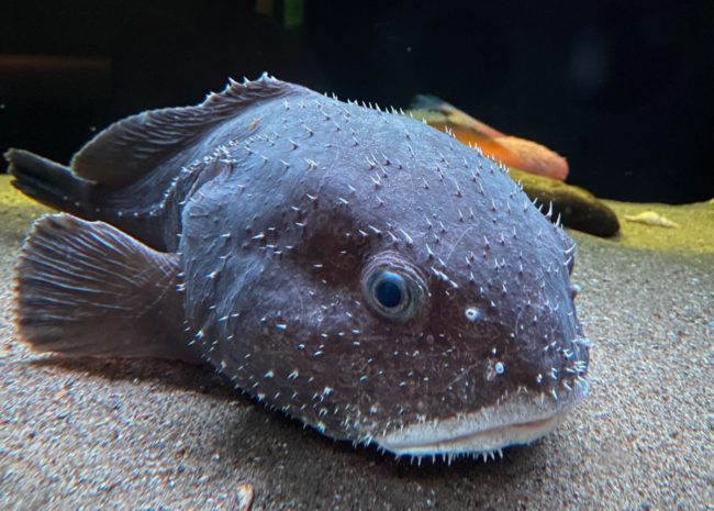 水深1000ｍからやってきた深海の激レア生物展示開始 アクアマリンふくしま