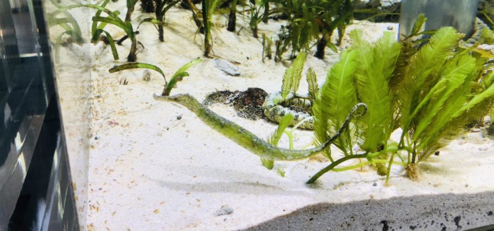 トゲヨウジ