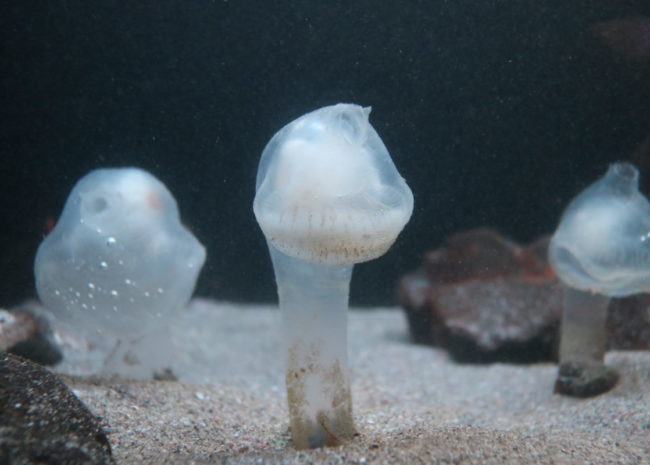 水深1000ｍからやってきた深海の激レア生物展示開始 アクアマリンふくしま