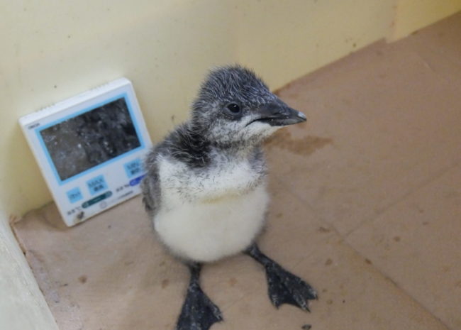 ウミガラス幼鳥